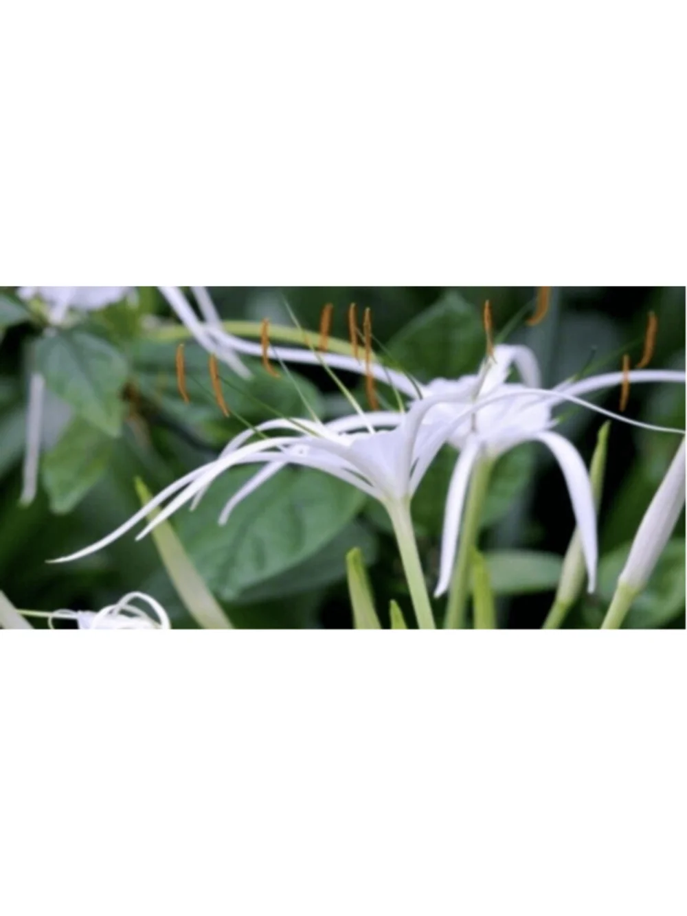 50 Bulbs NO Foliage BEACH SPIDER LILY BULBS (Hymenocallis Littoralis) POLLINATOR